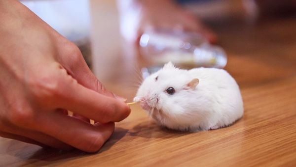 Hamster nain blanc