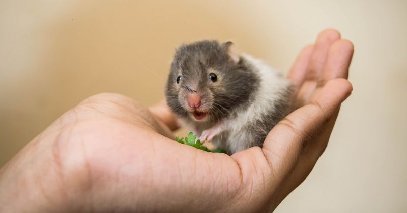 Soorten hamsters: 4 rassen die uw kind zou willen hebben (en welke te kiezen)